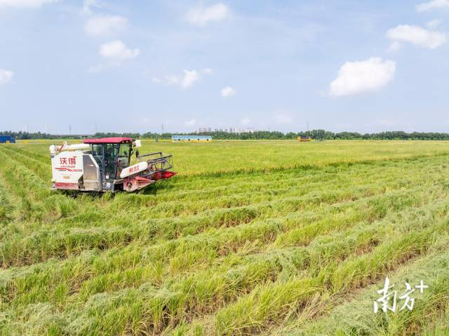 珠海市金湾区平沙镇水稻种植示范基地千亩盐碱地晚稻迎来集中收割期。南方+记者 关铭荣 摄 珠海市金湾区平沙镇水稻种植示范基地千亩盐碱地晚稻迎来集中收割期。南方+记者 关铭荣 摄