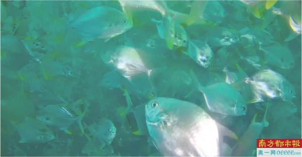 通过智能监控系统，养殖人员可随时查看鱼群生长情况。