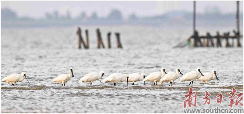 汕头市澄海区培隆沙滩是广东省越冬候鸟的主要栖息地之一。12月18日,黑脸琵鹭在海边的暖阳下栖息。南方日报记者 张由琼 石磊 摄