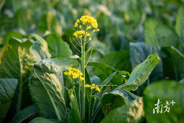 清远连州菜心。