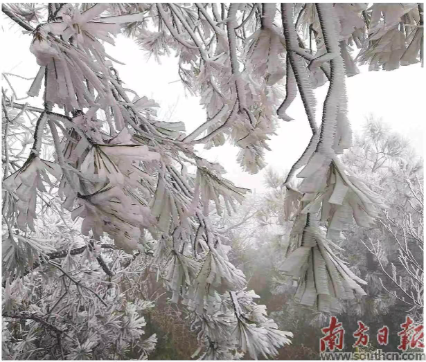 冰凌垂坠枝头,如玉似银,静静装点着山间。邓景元 摄