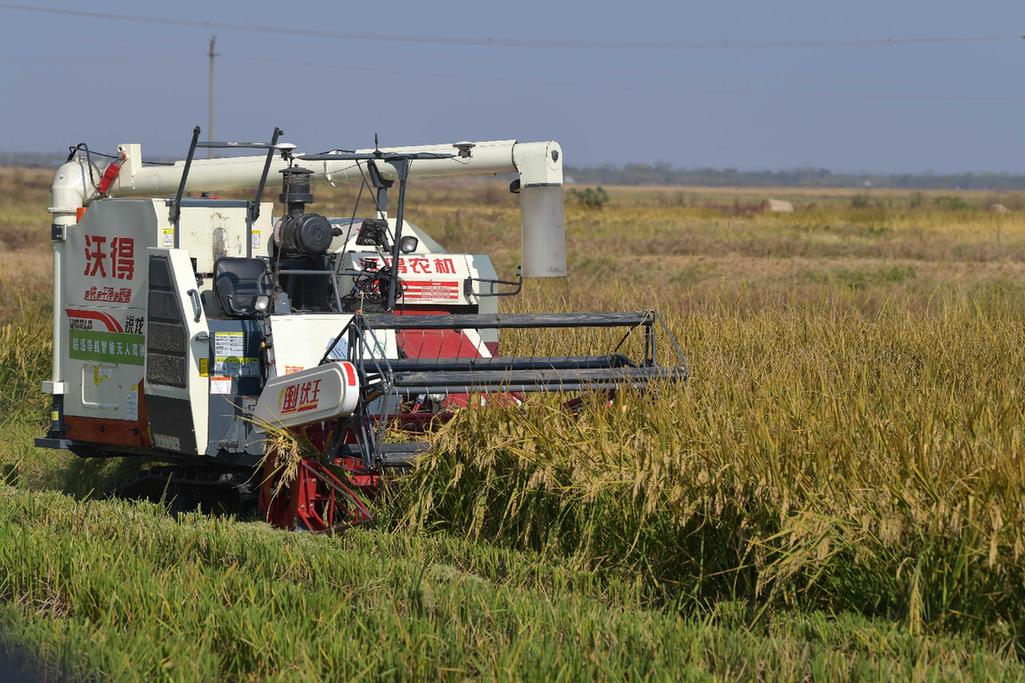 无人收割机在江西省南昌县蒋巷镇大田农社智慧农场演示水稻收割(11月