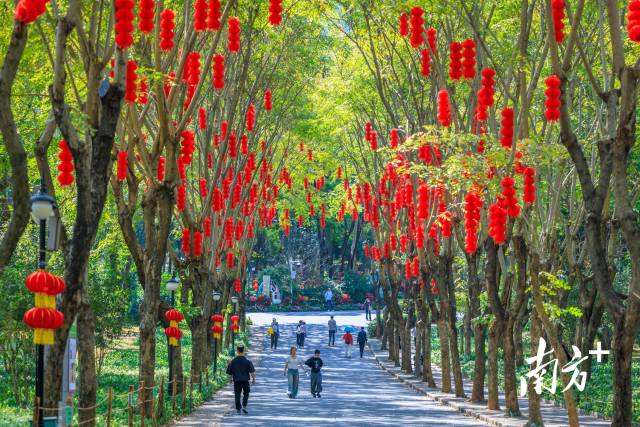 2026年春节时的莲花山公园。南方+记者 鲁力 通讯员 钟子杰 摄