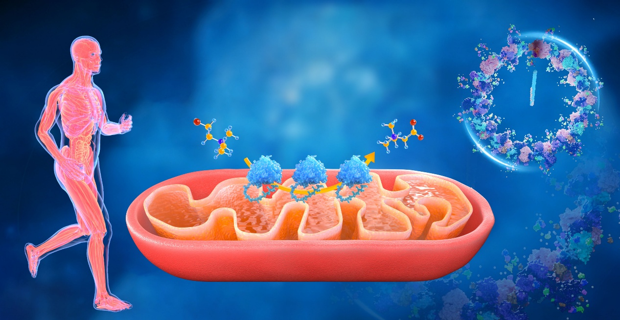 △炎性衰老机制解析与多维靶向干预