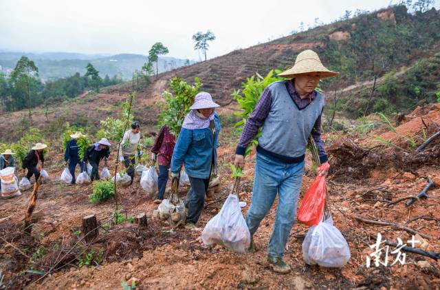 云浮罗定市启动千亩级森林景观大斑块造林项目。 林荫供图