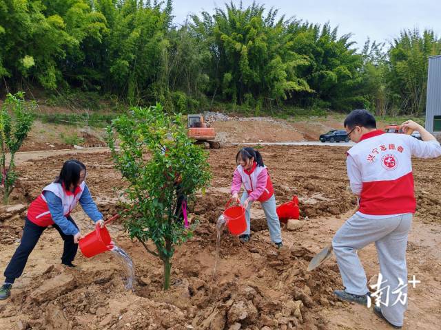 广东兴宁铁山渡田河保护区开展义务植树活动。 林荫供图