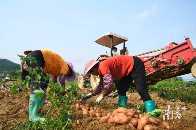 河源市东源县柳城镇上坝村马铃薯丰收现场。 南方日报记者 赵子杰 摄