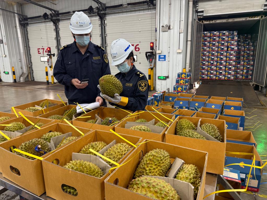 4月15日，南沙海關(guān)關(guān)員對(duì)進(jìn)口榴蓮進(jìn)行查驗(yàn)。新華社發(fā)