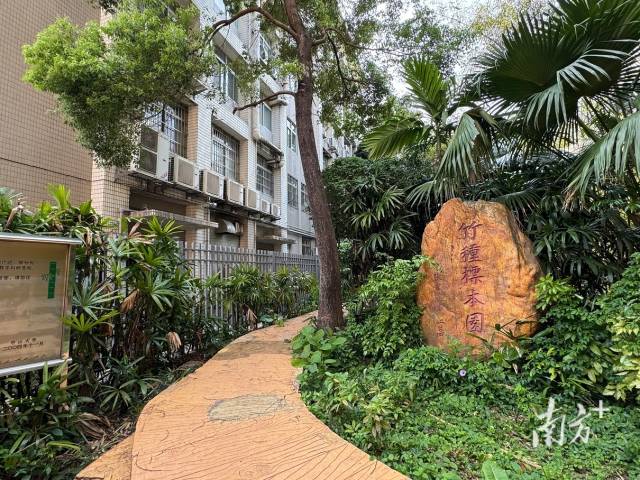 中山大学竹种标本园。 中山大学竹种标本园。