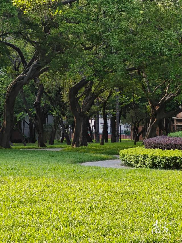 中山大学校园。 中山大学校园。