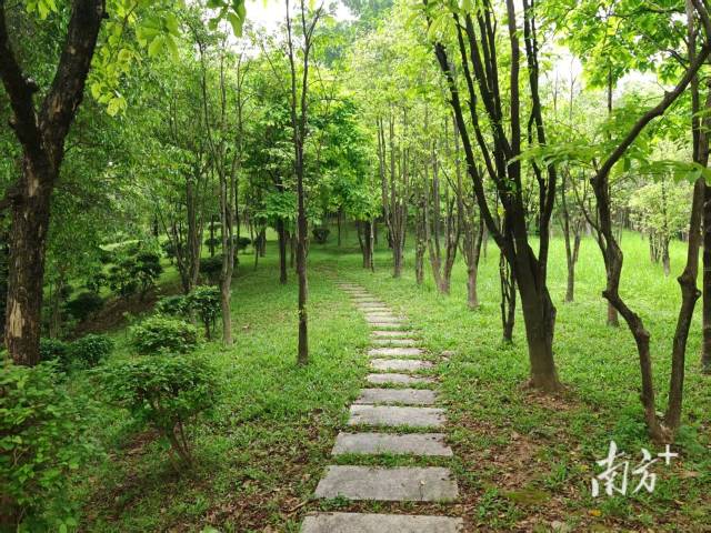 东莞理工学院莞香林。 东莞理工学院莞香林。
