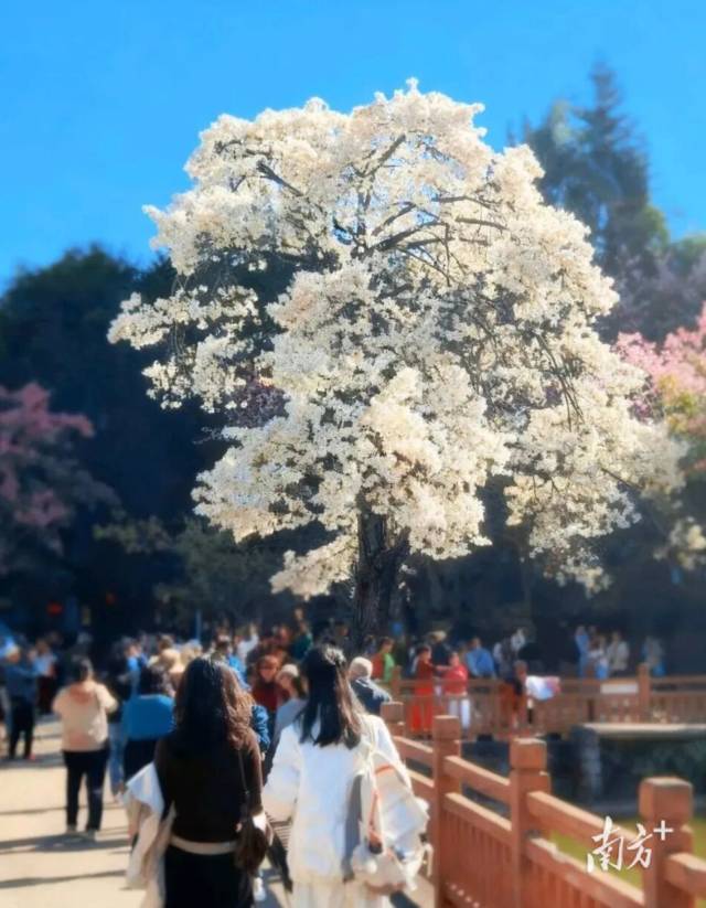 华南师范大学的美丽异木棉。 华南师范大学的美丽异木棉。