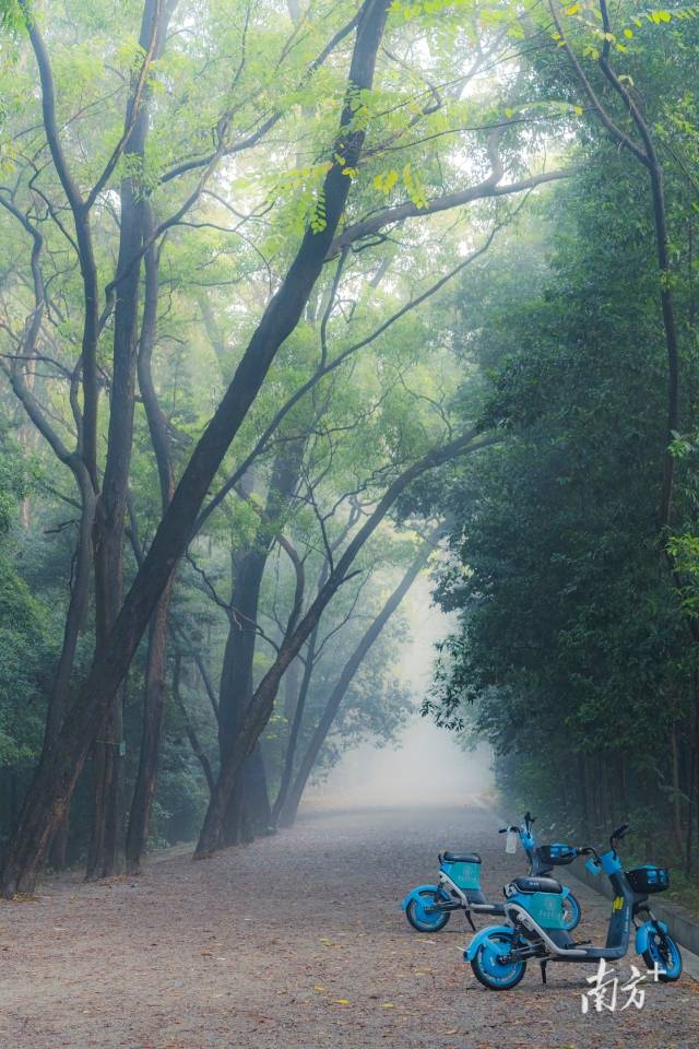 华南农业大学树木园。 华南农业大学树木园。
