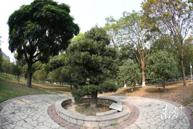杨振宁先生亲手植下的罗汉松。 杨振宁先生亲手植下的罗汉松。