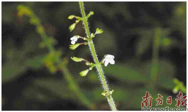 喜雨草属隶属唇形科,是典型的单种属。周志恩 摄