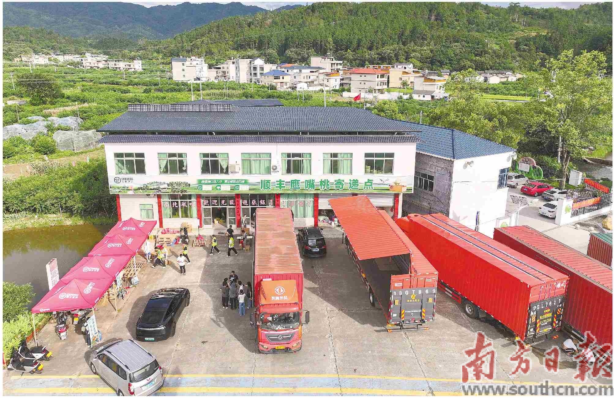 位于河源市连平县上坪镇的鹰嘴蜜桃寄递点。南方日报记者 钟志辉 摄