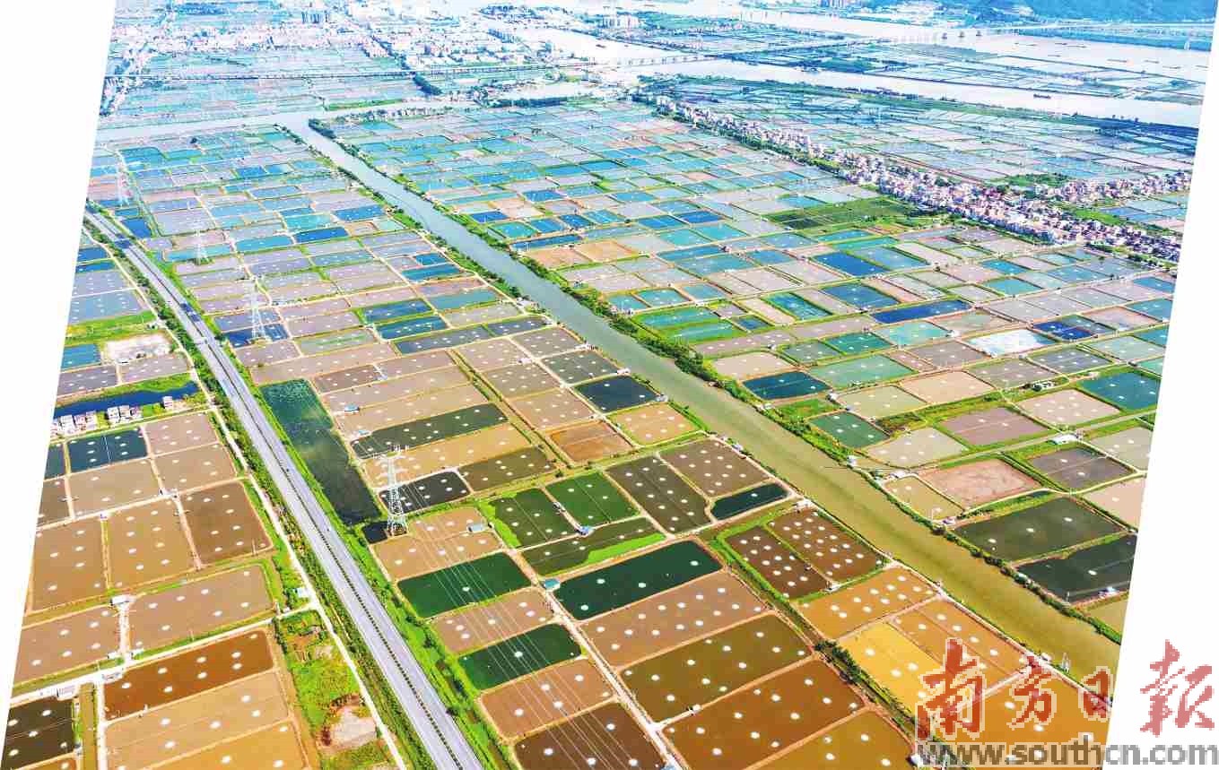 珠海海鲈全产业链产值达186亿元。南方日报记者 关铭荣 摄