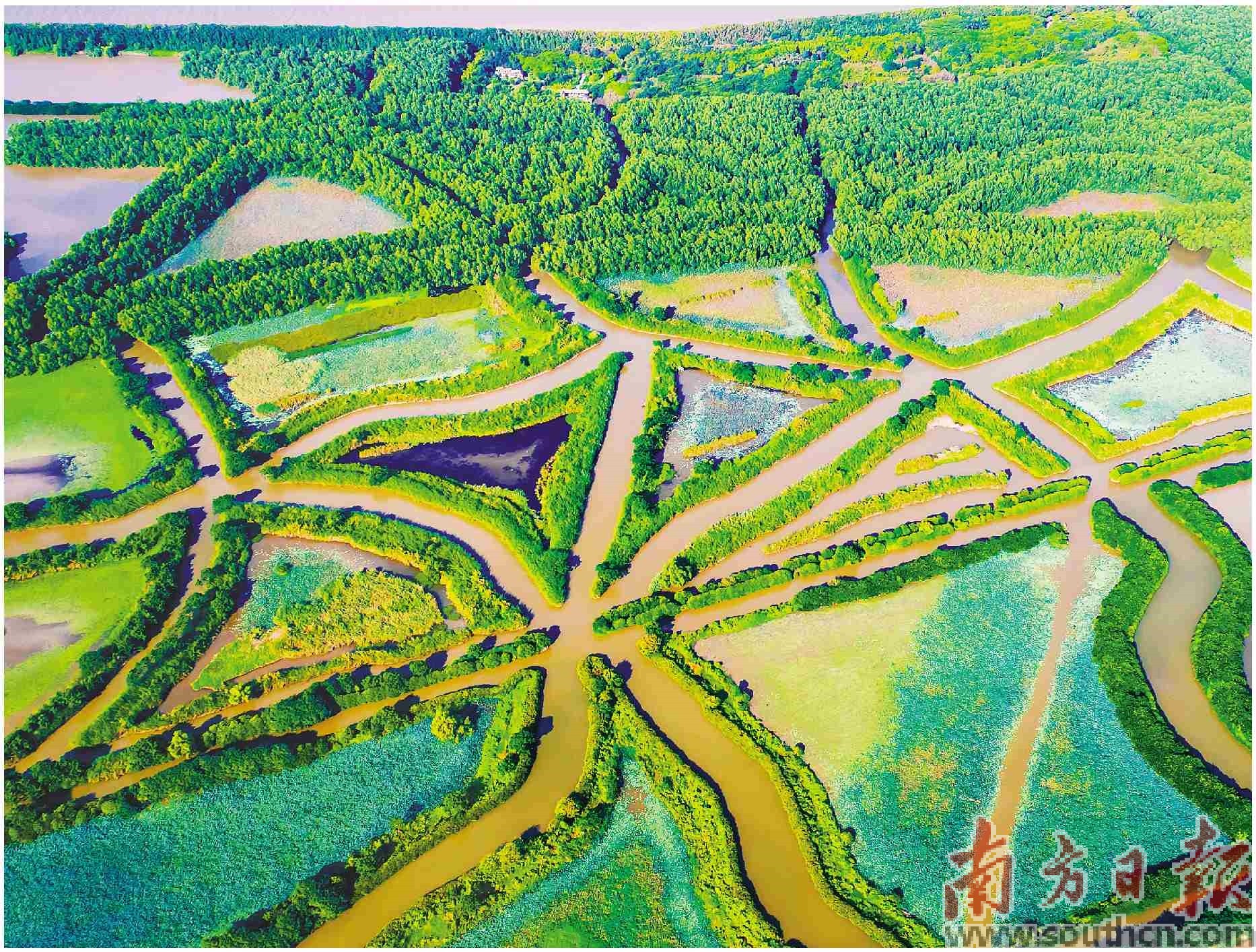 广州南沙湿地。受访者供图