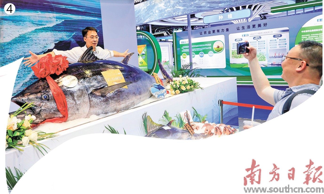 7月初,以“聚全球渔贸,领蓝色科技”为主题的2026深圳国际渔业博览会,汇聚了全球近20个国家和地区的优质渔产品,10余个国内地方政府组团携超万种水产及渔业关联产品亮相。南方日报记者 鲁力 通讯员 王倩 摄